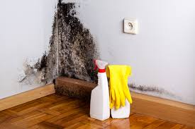 Professional Mold Inspection in Eagle, ID